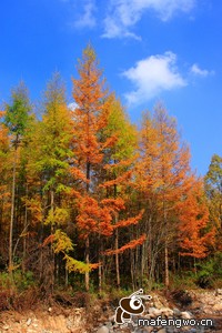 内纳取得胜利之路，法国足球联赛赛事激励人心